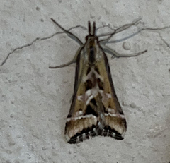 Diasemia disjectalis