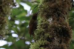 Lepidocolaptes lacrymiger