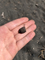 Giraffa camelopardalis