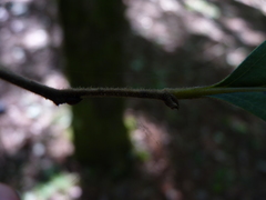 Diospyros virginiana