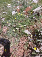 Veronica syriaca