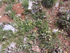 Veronica syriaca