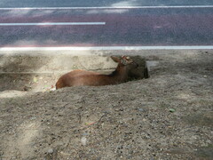 Cervus nippon centralis