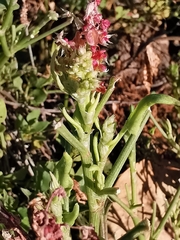 Rumex vesicarius