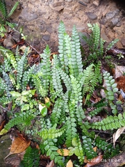 Blechnum blechnoides