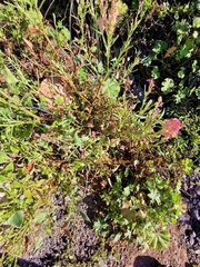 Rumex vesicarius