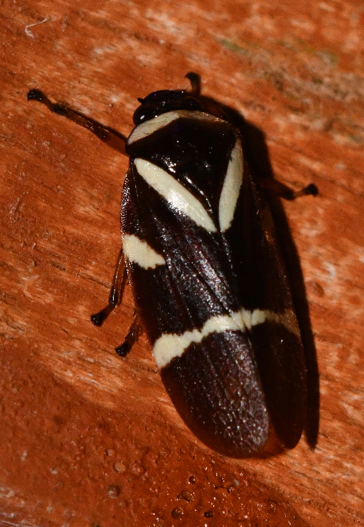 Maxantonia lobata
