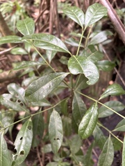 Faramea occidentalis