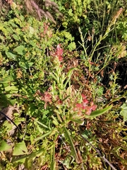 Rumex vesicarius