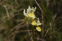 Orchis pauciflora