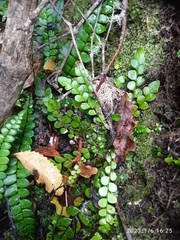 Blechnum blechnoides