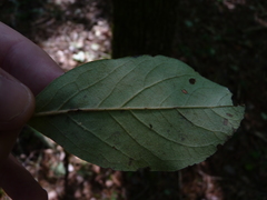 Diospyros virginiana