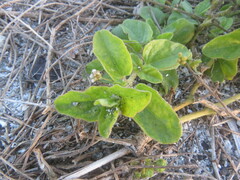 Boerhavia repens
