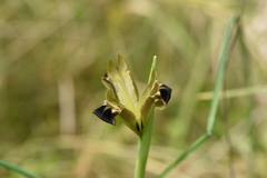 Iris tuberosa