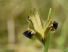 Iris tuberosa