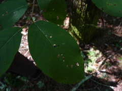 Diospyros virginiana