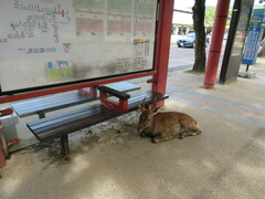 Cervus nippon centralis