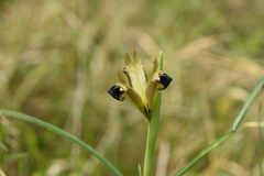 Iris tuberosa