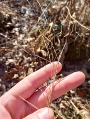 Muhlenbergia sylvatica