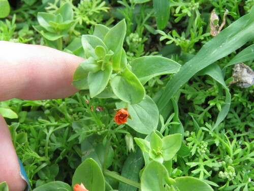 Lysimachia arvensis observed 2023-01-10