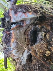 Tinctoporellus epimiltinus