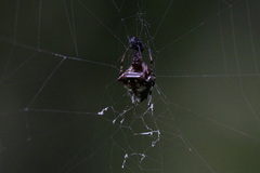 Verrucosa