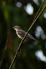 Gymnoris xanthocollis