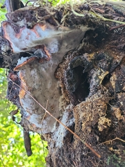 Tinctoporellus epimiltinus