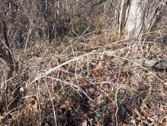 Muhlenbergia sylvatica