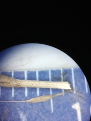 Muhlenbergia sylvatica