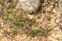 Polygala nicaeensis