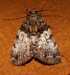 Image of Allotria elonympha