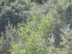 Quercus rotundifolia