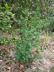 Coronilla
