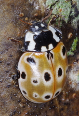Anatis ocellata