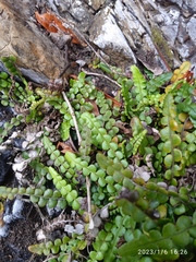 Blechnum blechnoides