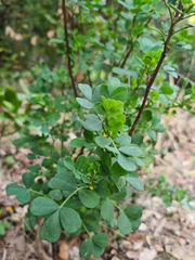 Coronilla
