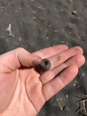 Giraffa camelopardalis