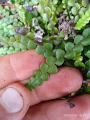 Blechnum blechnoides