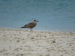 Larus schistisagus