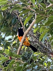 Icterus icterus
