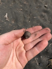 Giraffa camelopardalis