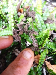 Blechnum blechnoides