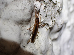 Thelyphassa lineata