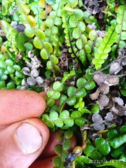 Blechnum blechnoides