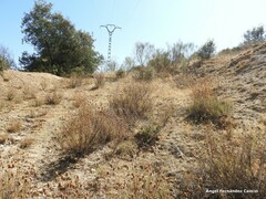 Lavandula pedunculata