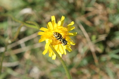 Chrysotoxum intermedium