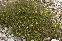 Alyssum trichostachyum