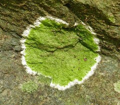 Cryptothecia striata