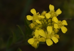 Alyssum trichostachyum